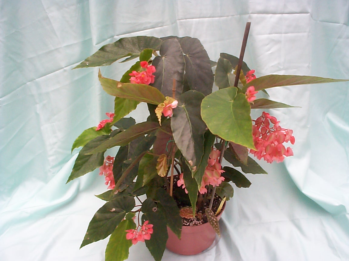 B. ‘Orangeade’